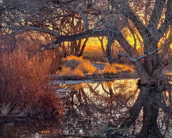 Bernardo Wildlife Area, New Mexico